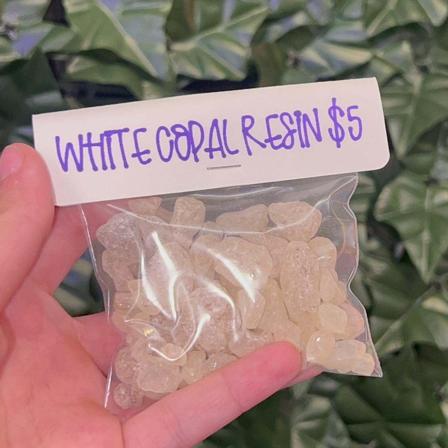 White Copal Resin
