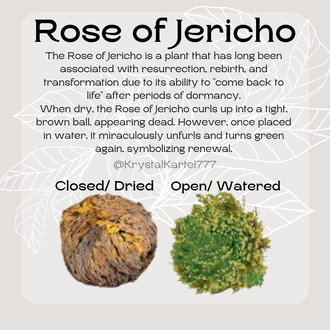 Rose of Jericho