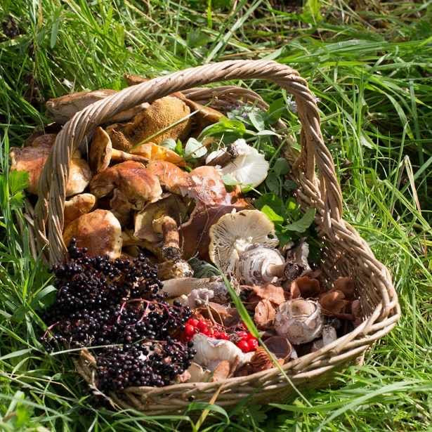 Foraging Guide