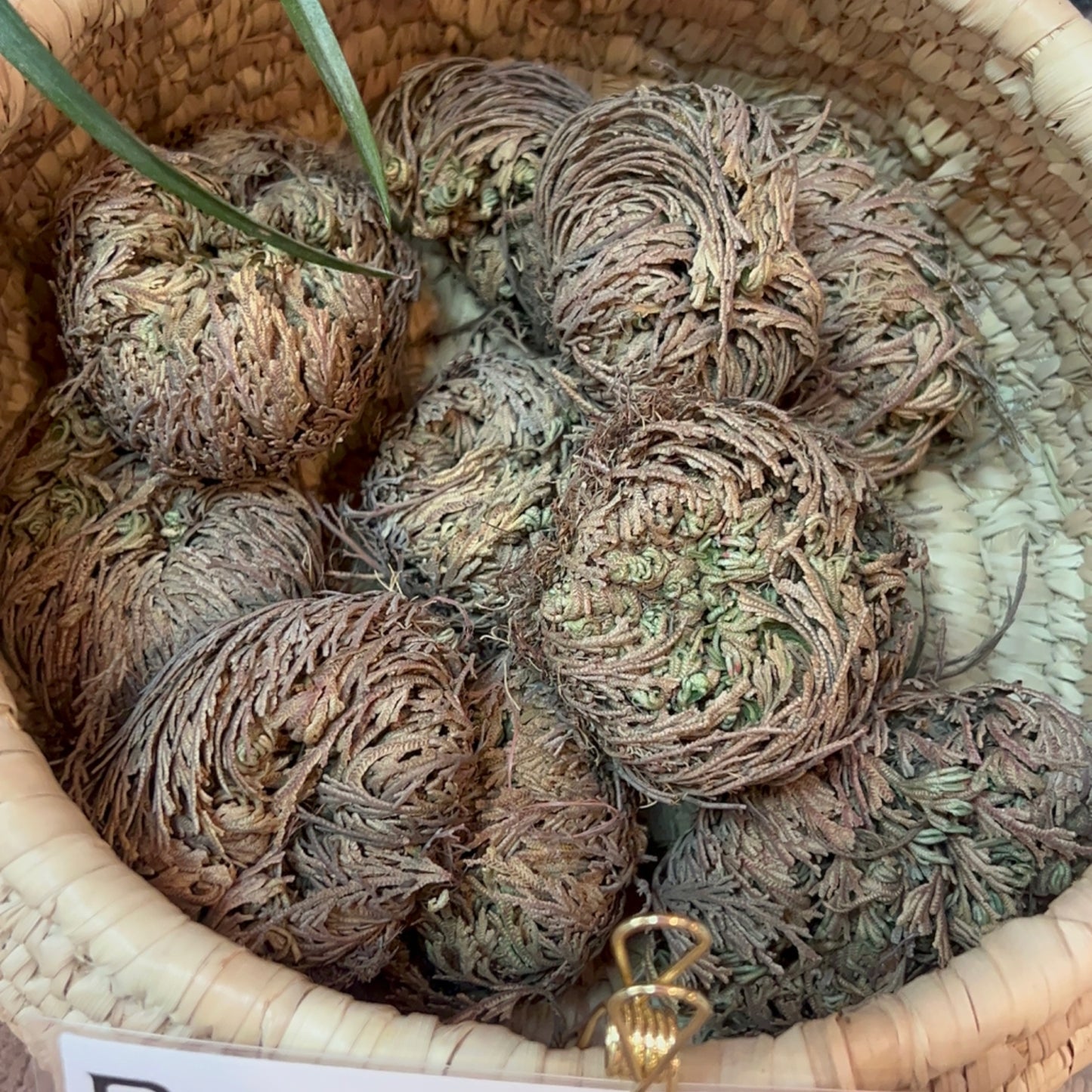 Rose of Jericho