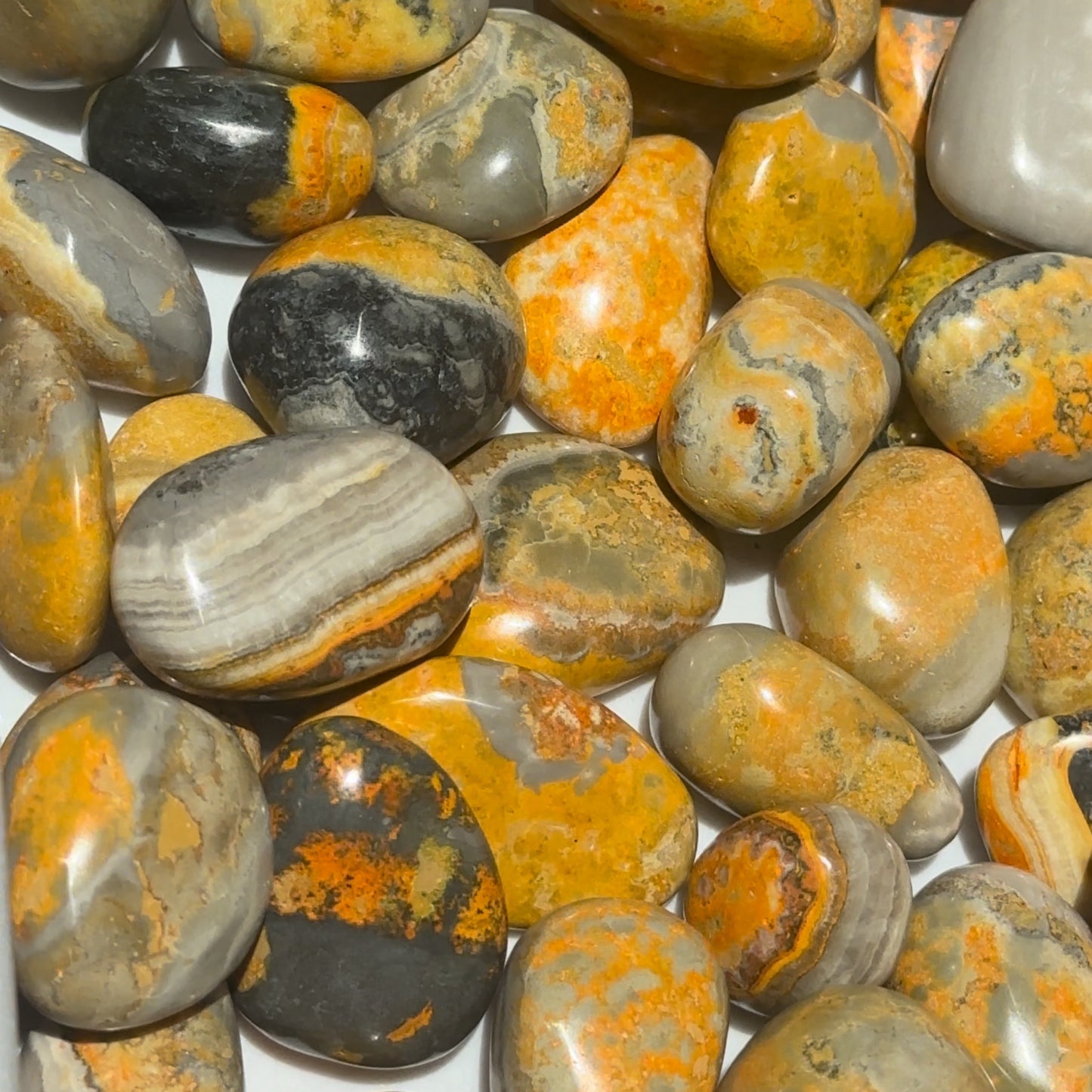 Bumblebee Jasper Tumbles