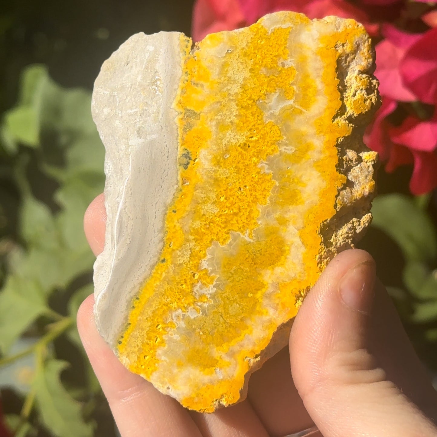 Bumble Bee Jasper Slab